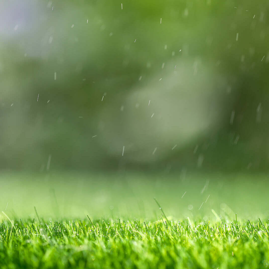 grass 2