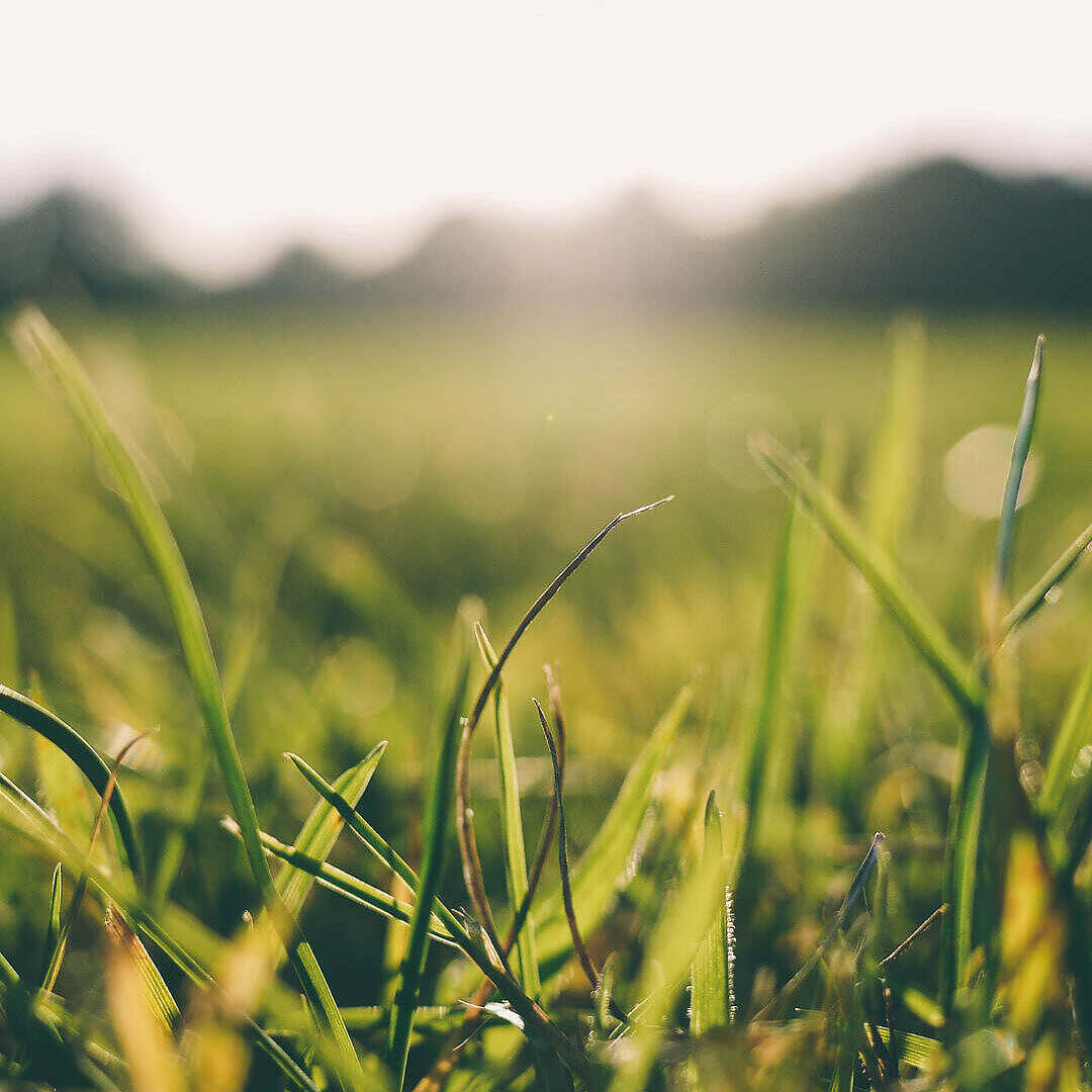 grass